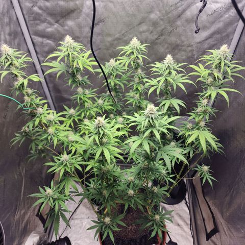 Do Si Dos growlog timeline photo