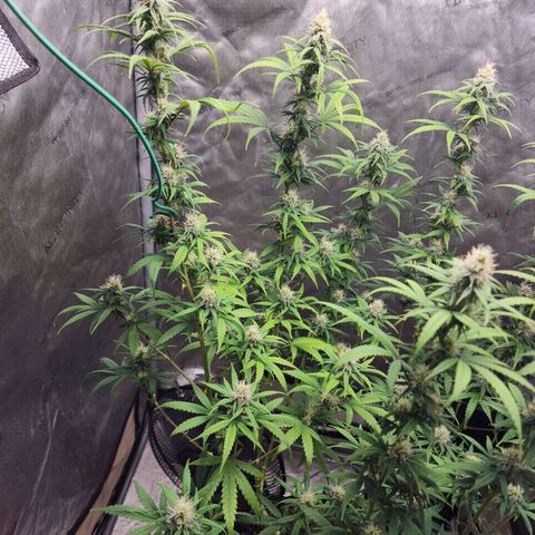 Do Si Dos growlog timeline photo