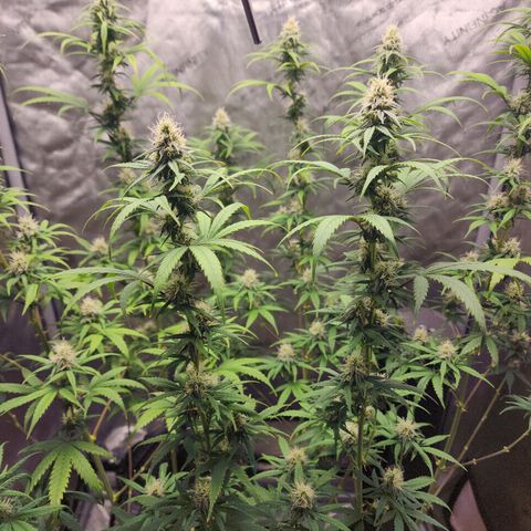 Do Si Dos growlog timeline photo