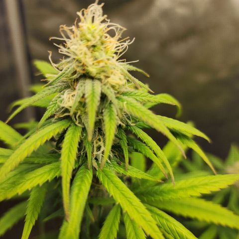 Do Si Dos growlog timeline photo