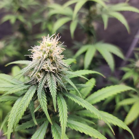 Do Si Dos growlog timeline photo