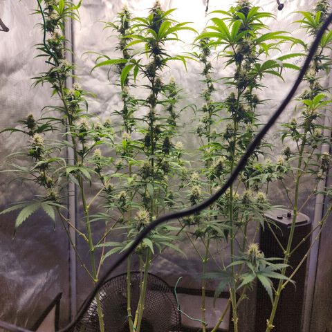 Do Si Dos growlog timeline photo