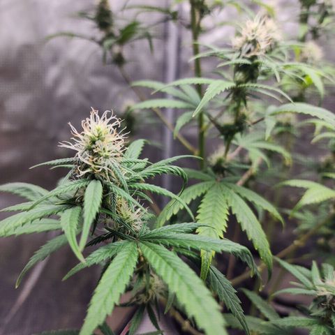 Do Si Dos growlog timeline photo
