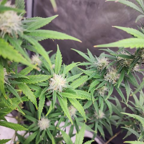 Do Si Dos growlog timeline photo