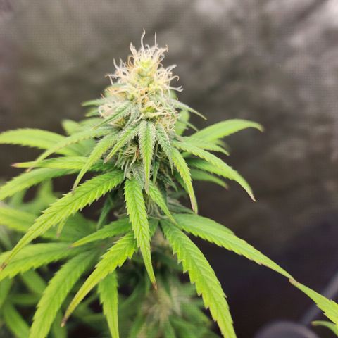 Do Si Dos growlog timeline photo