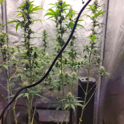Do Si Dos growlog timeline photo