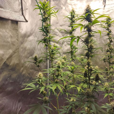 Do Si Dos growlog timeline photo