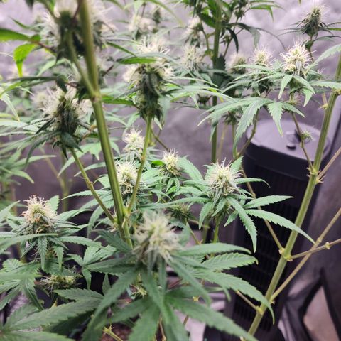 Do Si Dos growlog timeline photo