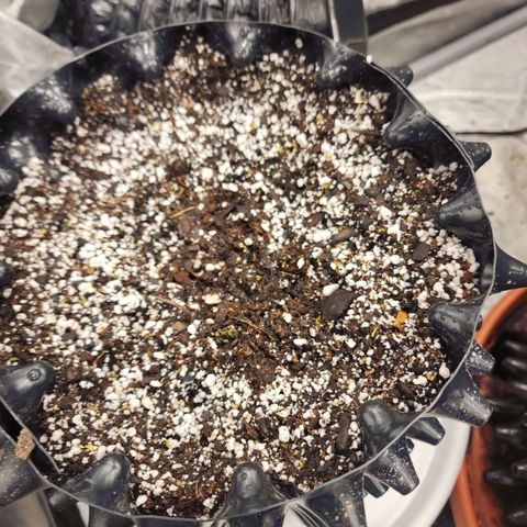 Buddy roe growlog timeline photo