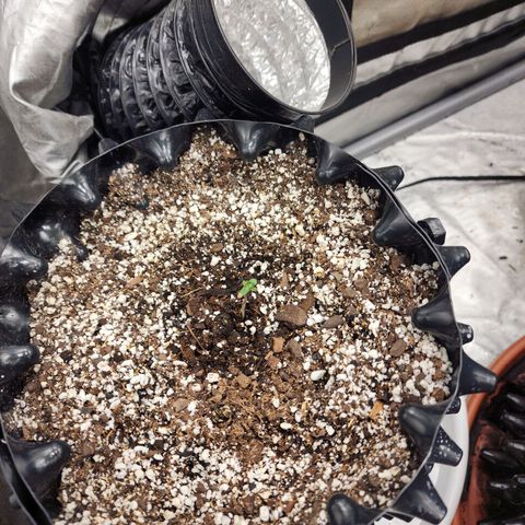 Buddy roe growlog timeline photo