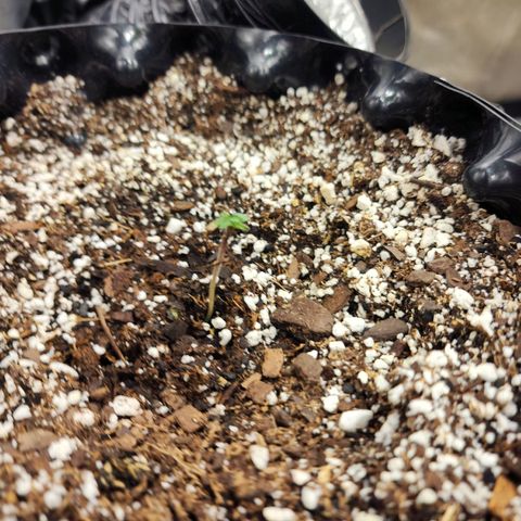 Buddy roe growlog timeline photo