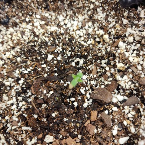 Buddy roe growlog timeline photo