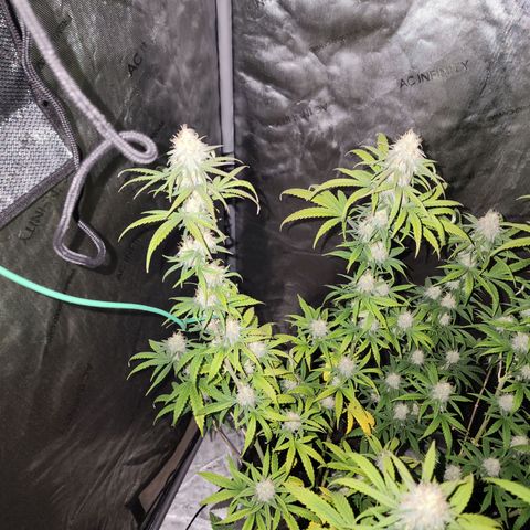 Do Si Dos growlog timeline photo