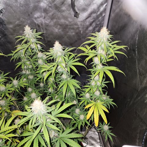 Do Si Dos growlog timeline photo