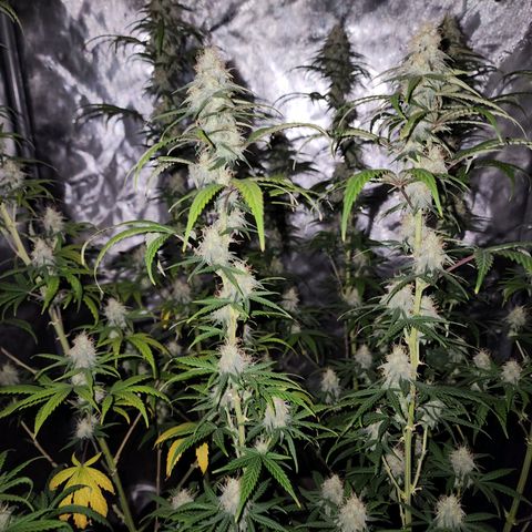 Do Si Dos growlog timeline photo