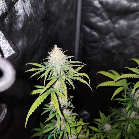 Do Si Dos growlog timeline photo