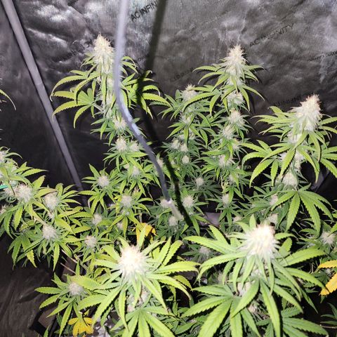 Do Si Dos growlog timeline photo