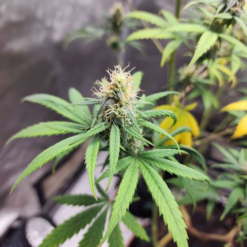 Do Si Dos growlog timeline photo