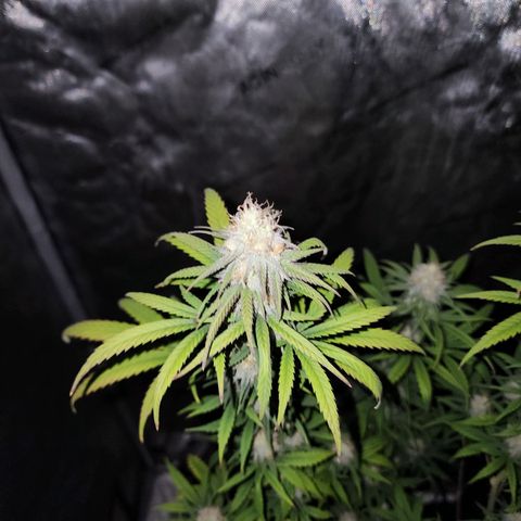 Do Si Dos growlog timeline photo