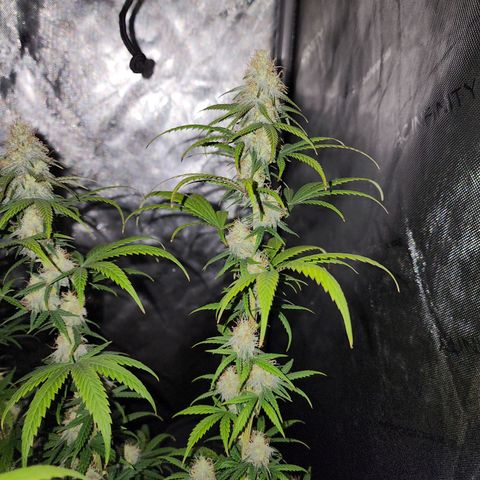 Do Si Dos growlog timeline photo