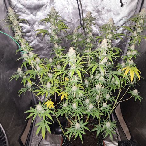 Do Si Dos growlog timeline photo