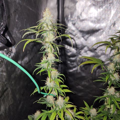 Do Si Dos growlog timeline photo