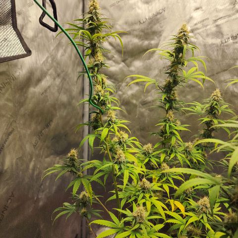 Do Si Dos growlog timeline photo