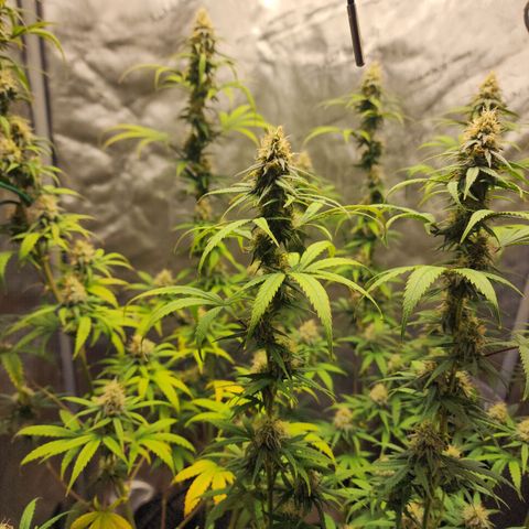 Do Si Dos growlog timeline photo