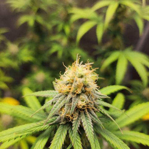 Do Si Dos growlog timeline photo