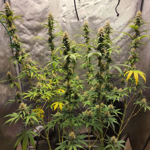 Do Si Dos growlog timeline photo