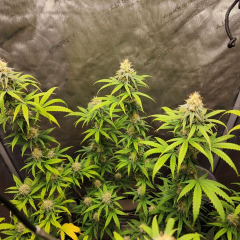 Do Si Dos growlog timeline photo