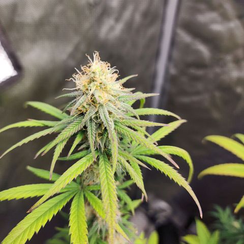 Do Si Dos growlog timeline photo