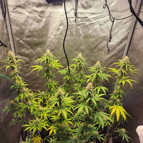 Do Si Dos growlog timeline photo