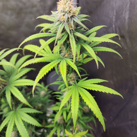 Do Si Dos growlog timeline photo