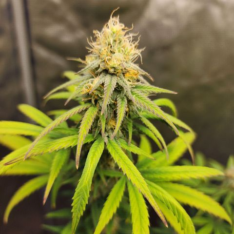 Do Si Dos growlog timeline photo
