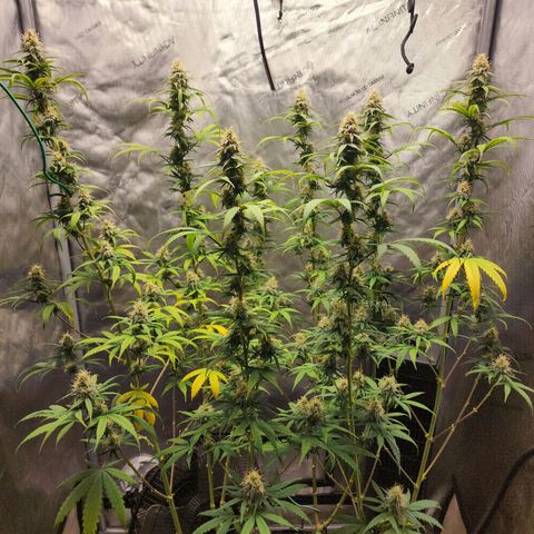 Do Si Dos growlog timeline photo