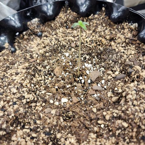 Buddy roe growlog timeline photo