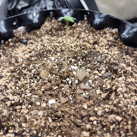 Buddy roe growlog timeline photo