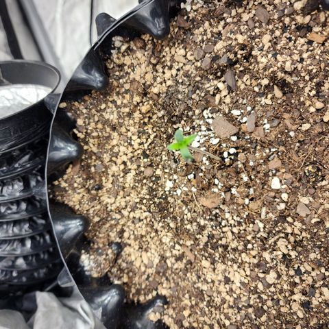 Buddy roe growlog timeline photo
