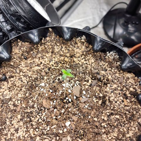 Buddy roe growlog timeline photo