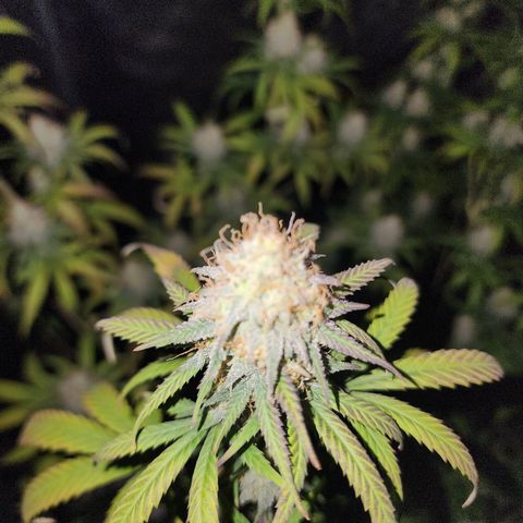 Do Si Dos growlog timeline photo