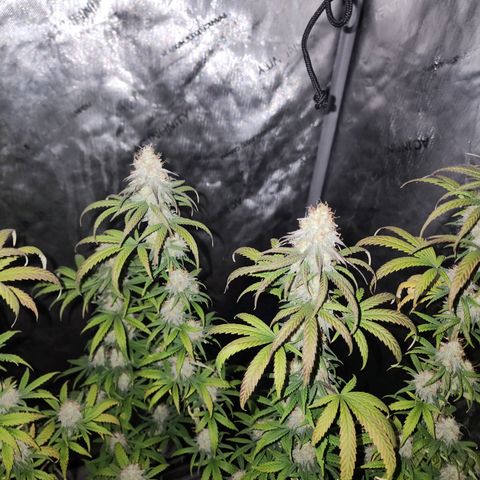 Do Si Dos growlog timeline photo