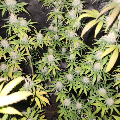 Do Si Dos growlog timeline photo