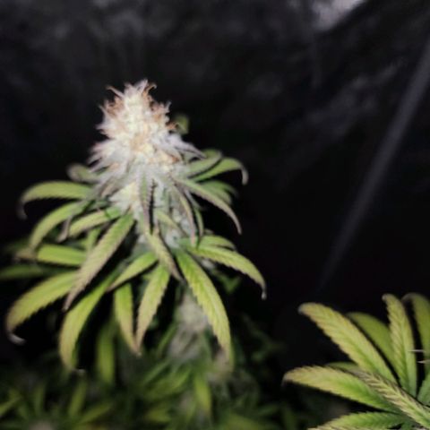 Do Si Dos growlog timeline photo