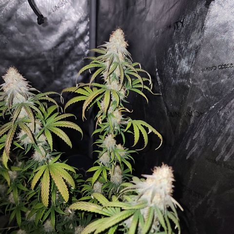 Do Si Dos growlog timeline photo