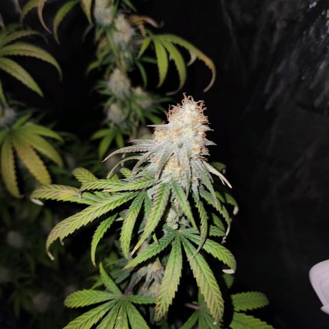 Do Si Dos growlog timeline photo