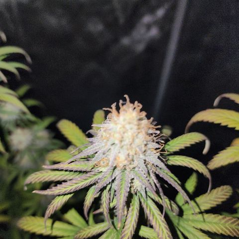 Do Si Dos growlog timeline photo
