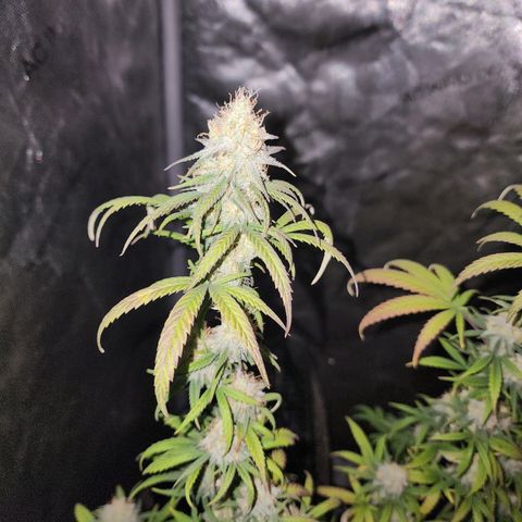 Do Si Dos growlog timeline photo