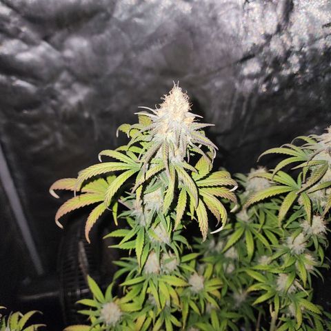 Do Si Dos growlog timeline photo