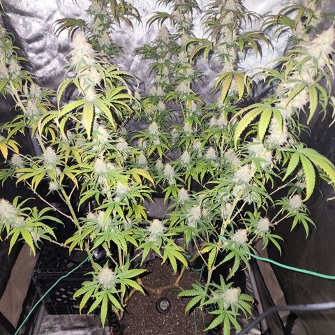 Do Si Dos growlog timeline photo